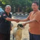 pertamina salurkan hewan qurban ke sekber fwi