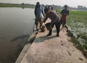 Peduli Warganya, Kapolsek Kedokanbunder Bersama Petani Jayawinangun Basmi Tikus