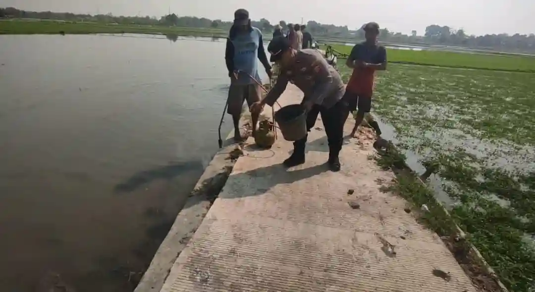 polsek kedokanbunder basmi tikus