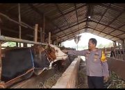 Kapolsek Kedokan Bunder Pantau Swasembada Pangan, Bantu Petani dan Peternak Hadapi Kendala