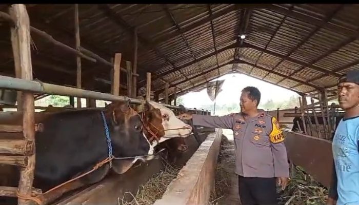 Kapolsek Kedokan Bunder Pantau Swasembada Pangan, Bantu Petani dan Peternak Hadapi Kendala
