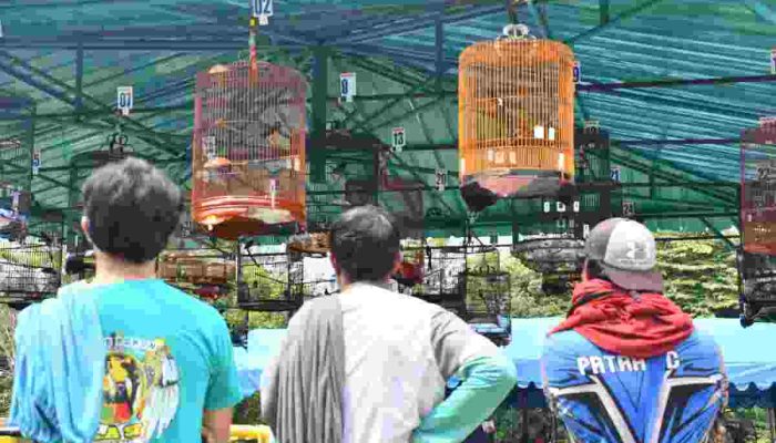 Sambut HUT Pertamina RU VI Balongan, Adakan Kontes Burung Kicau