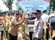 Indramayu Dukung Swasembada Pangan,Adanya Panen Raya Jagung