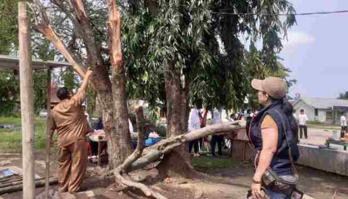 Aktivis Nurbaeti Angkat Bicara,Tumbangnya Pohon Di Sport Center