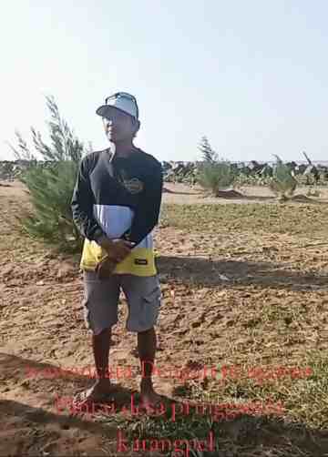 Atasi Abrasi Pesisir Pantai Pringgacala Tanam Mangrove dan Cemara